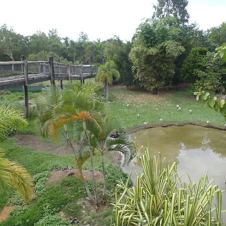 Daintree Wild Bed & Breakfast Bed & Breakfast Exterior photo